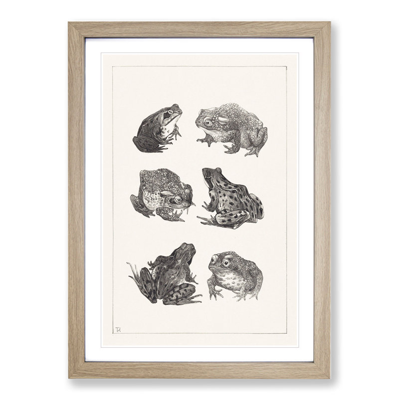 Frogs and Toads by Theo Van Hoytema - Picture Frame Painting, 36cm H x 27cm W x 2cm D, Oak Framed