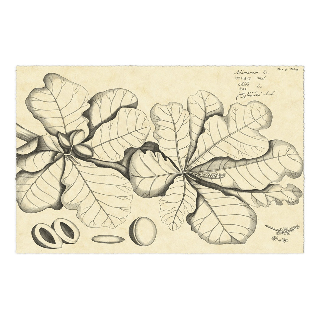 Leinwandbild Vintage Leaf Study I von H. Von Drakenstein