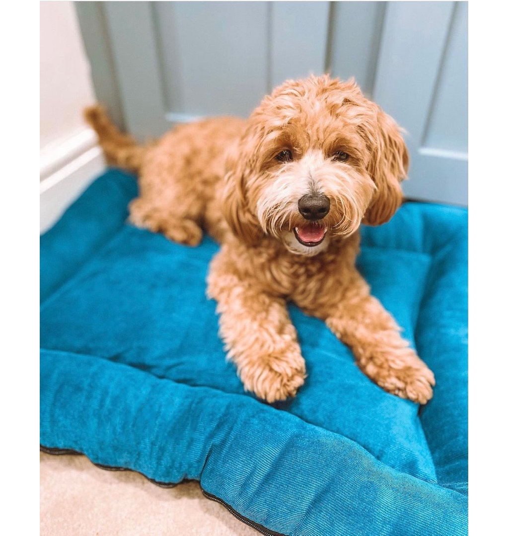 Sutton Luxury Dog Pillow