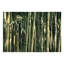 Bamboo Jungle Wall Mural-753880918-778952894