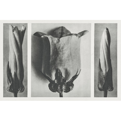 «Blossfeldt's Triptych III on Canvas» par Karl Blossfeldt, reproduction