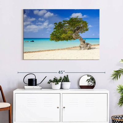 Arbre Aruba Gillard Divi Divi