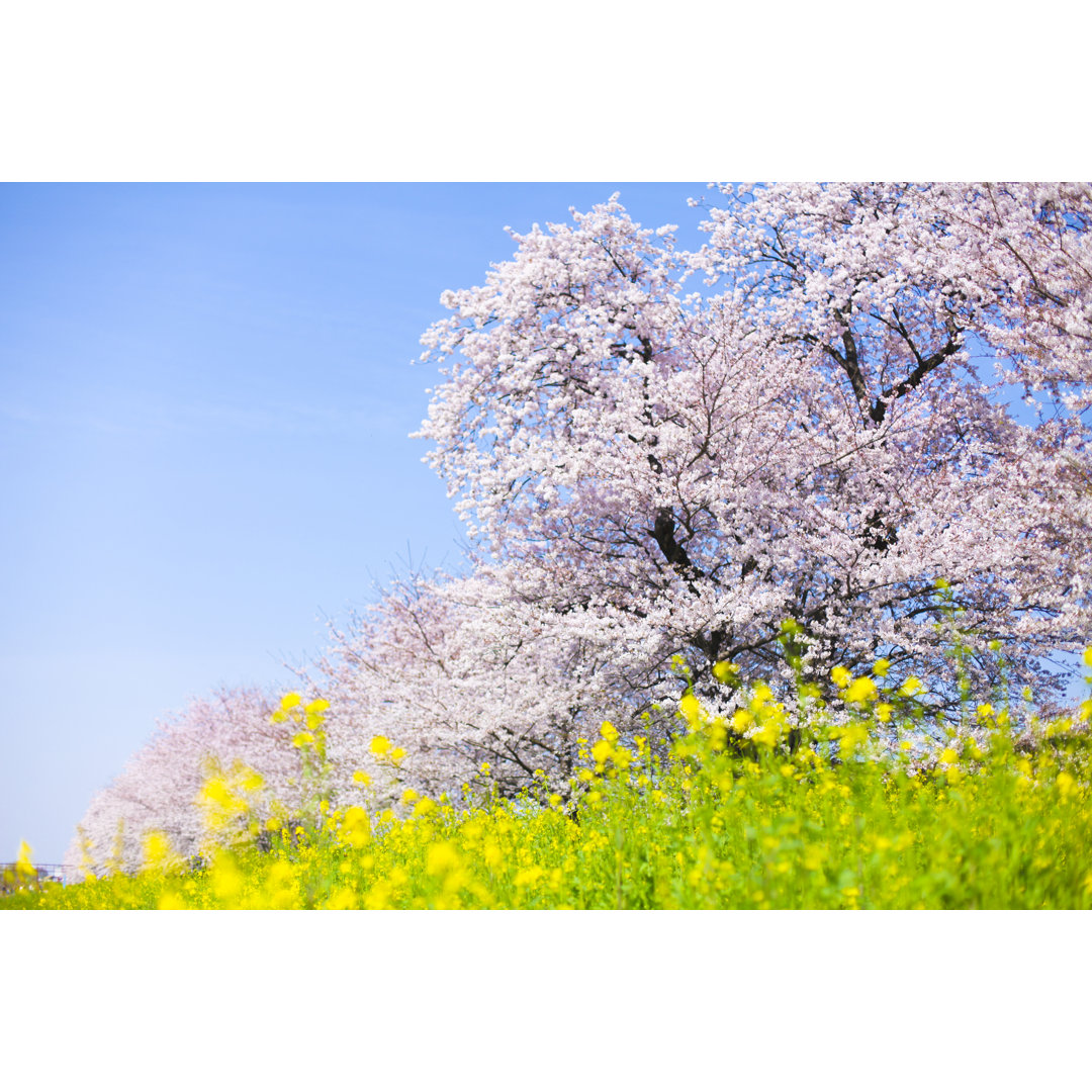 Leinwandbild Japanese Cherry Blossom von Kazoka30