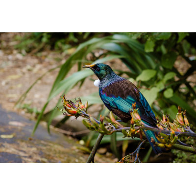 Tui by Sarah-Hamilton - Wrapped Canvas Print