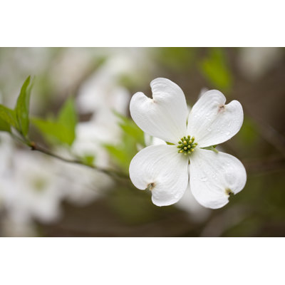 Dogwoods in the smoky mountains 157334988
