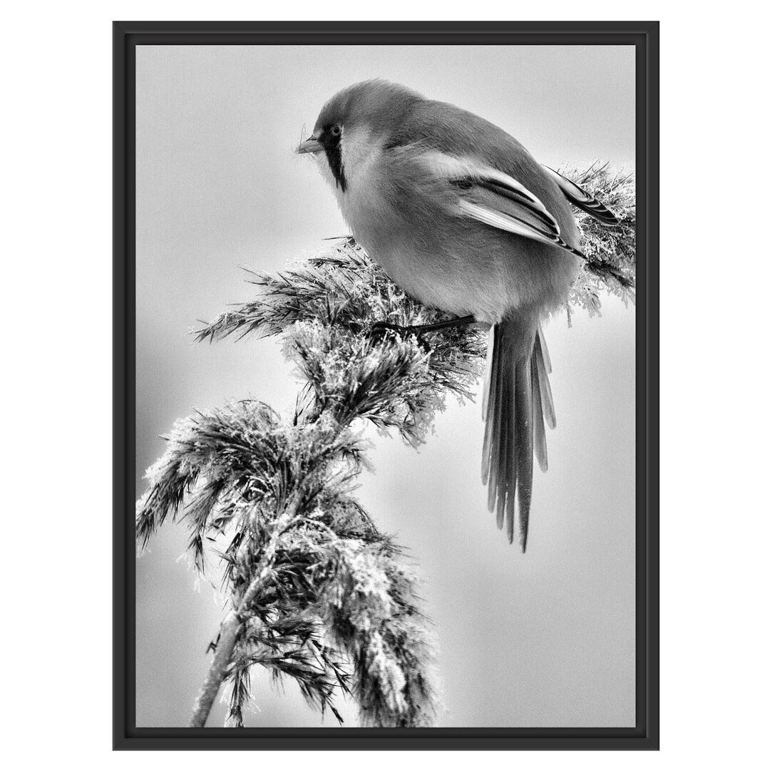 Gerahmtes Wandbild Vogel auf WeizenWinter