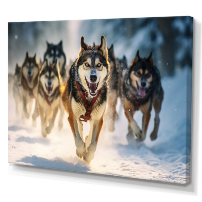 Alaska Dog Sledding I - Animals Canvas Wall Art