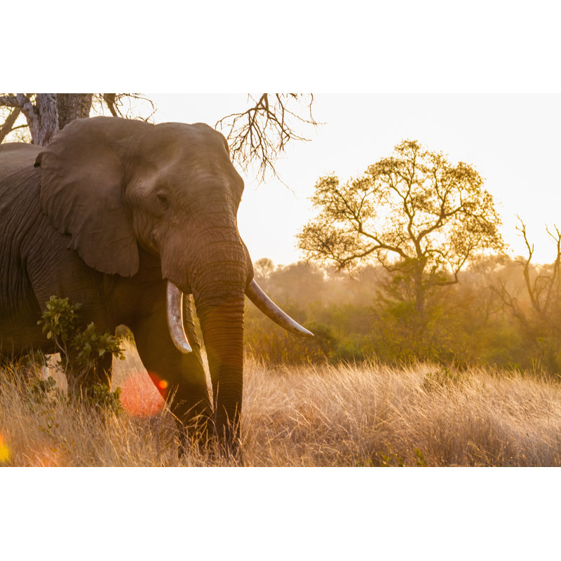 African Bush Elephant In Kruger National Park, South Africa by Utopia_88 - Wrapped Canvas Print, 30.48cm H x 45.72cm W