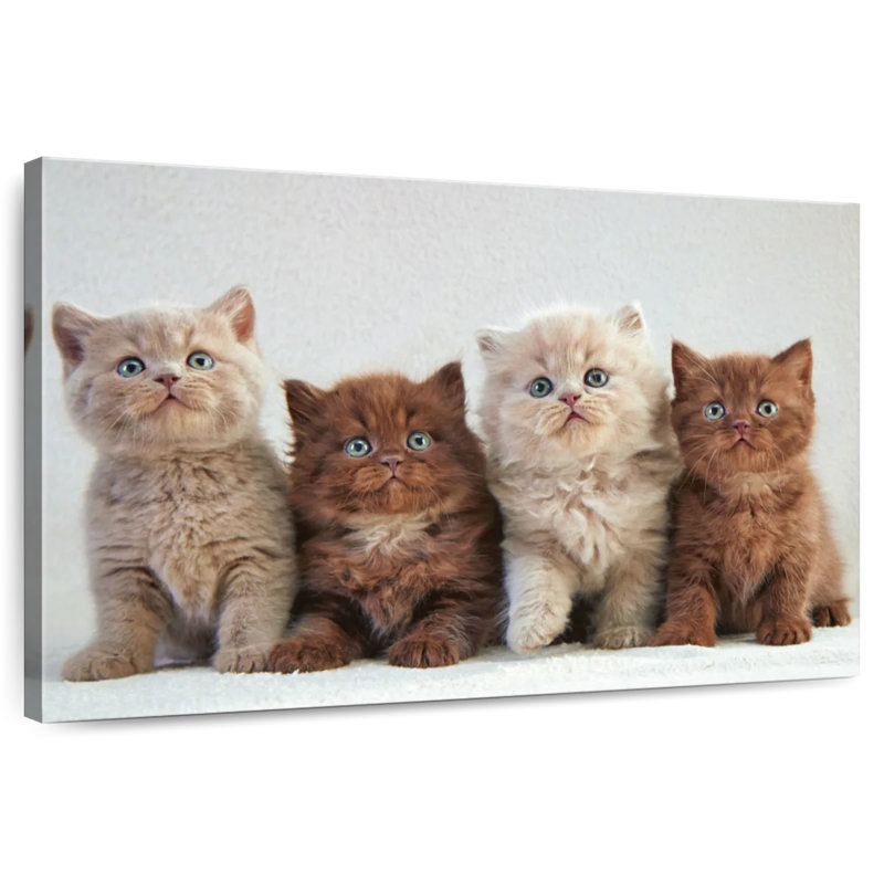 British Shorthair Cats, 26" H x 39" W