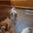 Clear Freestanding Pet Gate with Door-912308566