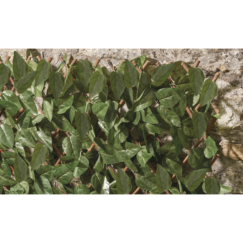 Alvild 100cm H x 200cm W Wood Expanding Trellis