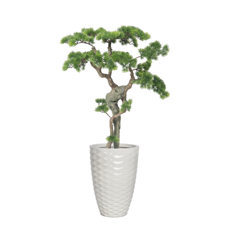 H 55,1 po Bonsai d'une beauté réelle