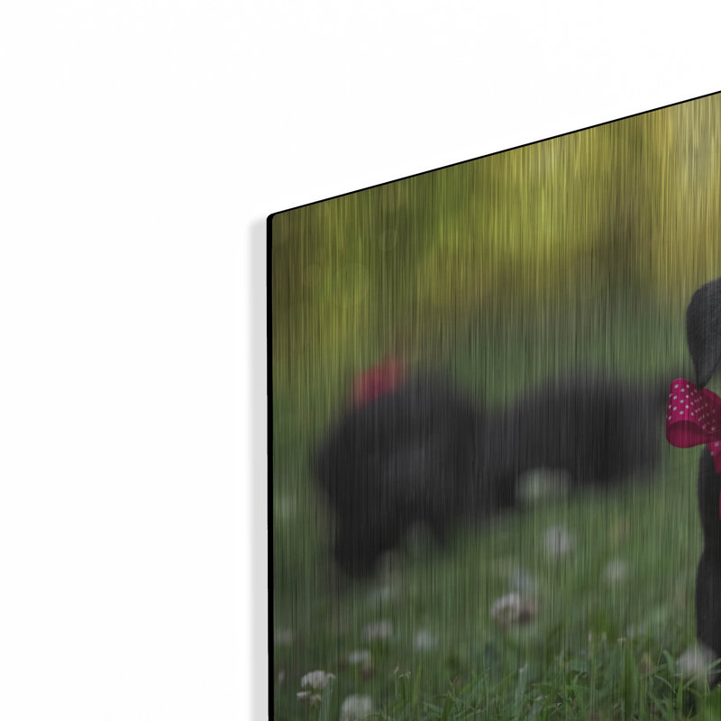 "Black Lab Pup 13" par Jonathan Ross, H 12 po x l 16 po