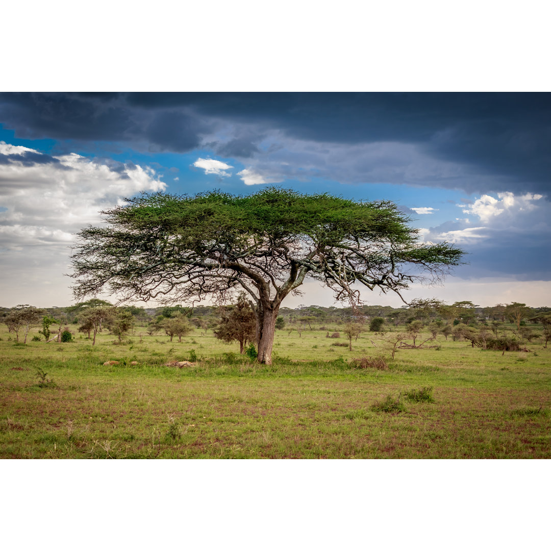 Leinwandbild Landschaft des Afrika-Baums