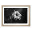 Geranium Flower in Abstract - Framed Print-55726985-55726986