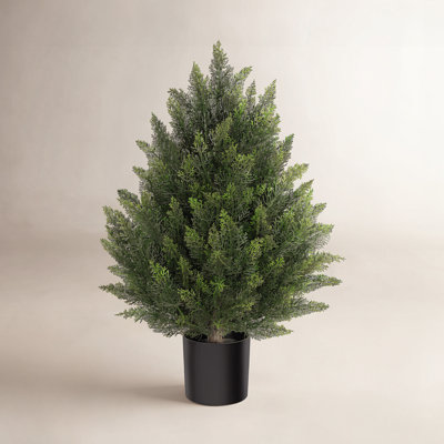 Cedar Tree in Pot