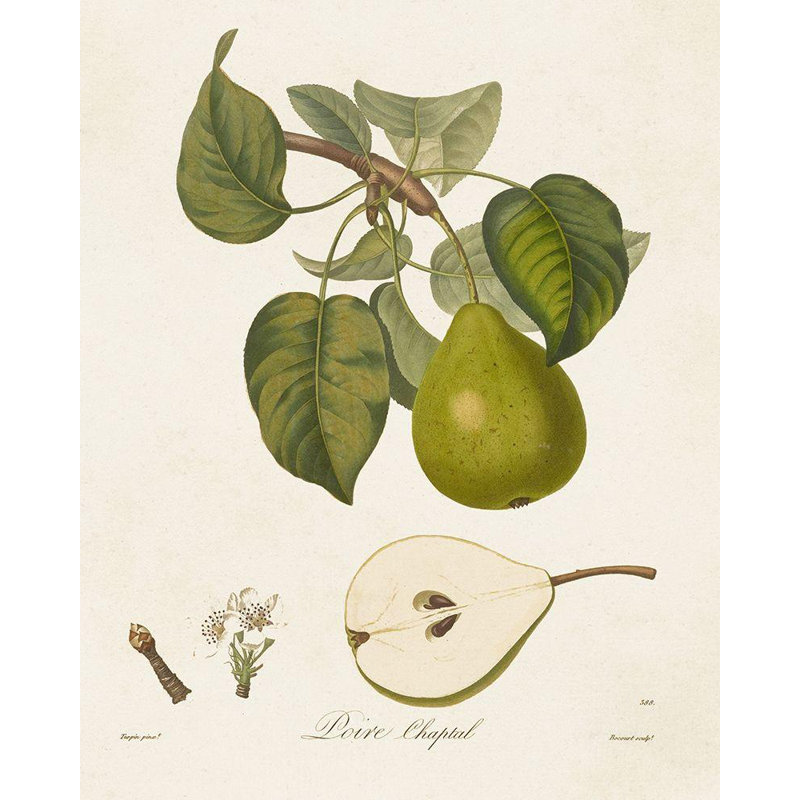 Art sur toile tendue Red Barrel Studio® de Langlois, Vintage Pears VI, H 44 po x l 36 po