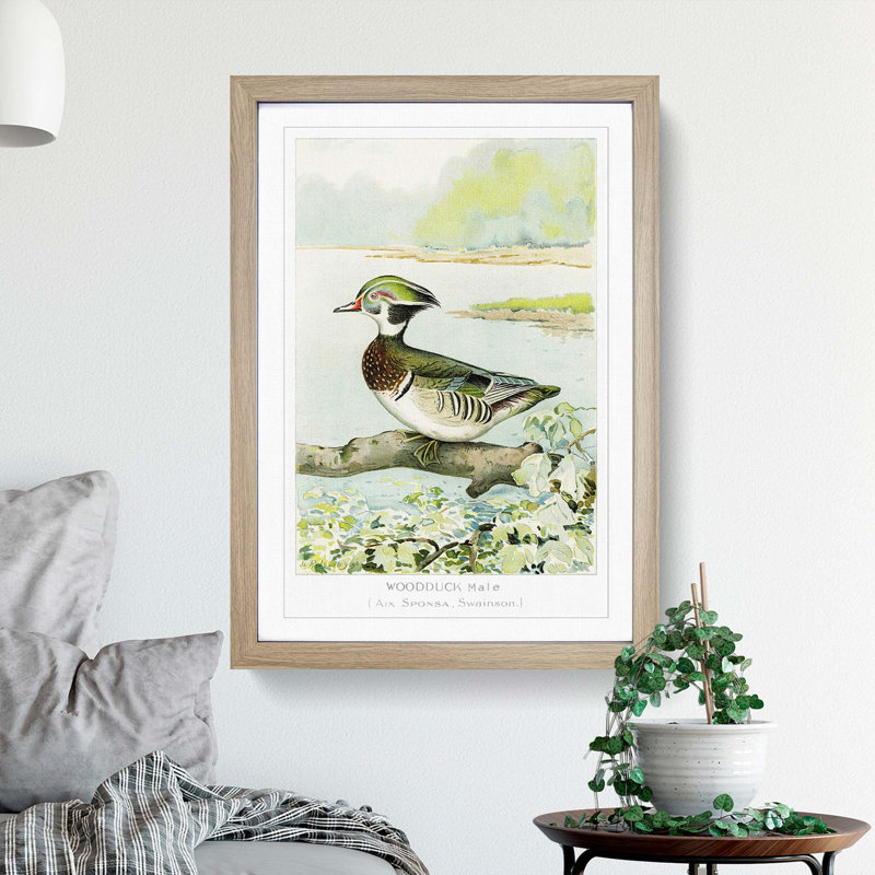 Male Wood Duck by J.L. Ridgway - Picture Frame Art Print, Oak Framed, 48cm H x 36cm W x 2cm D