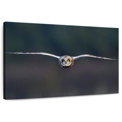 Brampt Owl Mid Air