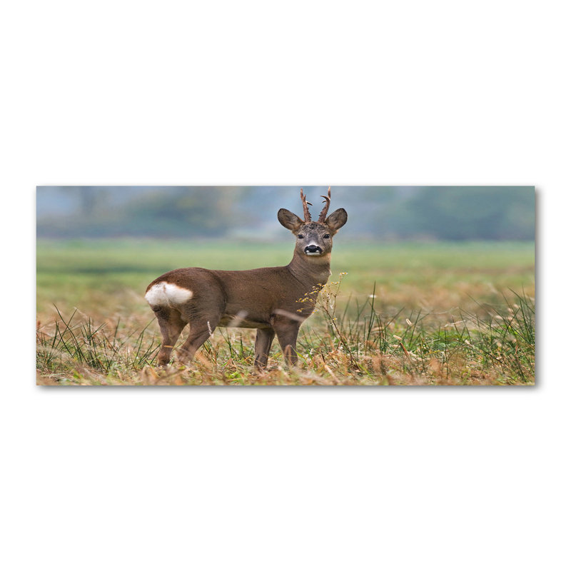 Roe - No Frame Print, Canvas, 50cm H x 125cm W x 2cm D