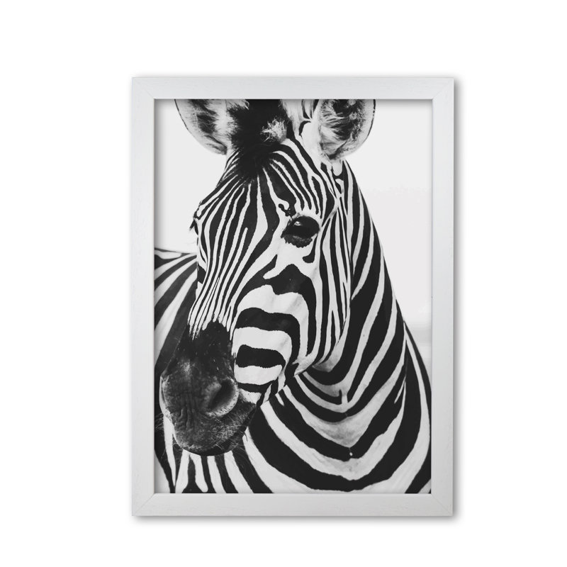 Zebra - Print, White Grain Frame, 42 cm H x 30 cm W x 5 cm D