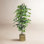 72" Ficus Tree in Basket