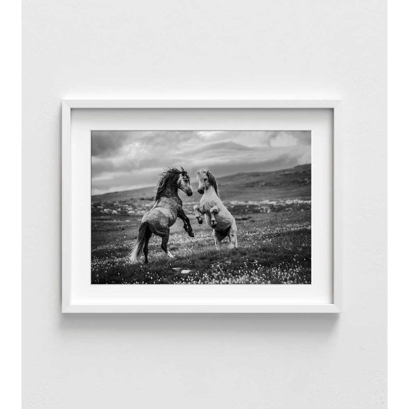 Black and White Horse Art Print - Wild Freedom Design, H 42 po x l 56 po, Framed Print with Mat, White