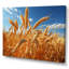 Canada Golden Harvest I - impression-1608039984-1608039983