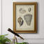 «Vintage Shell Study II», reproduction d'art sur toile encadrée-905612449