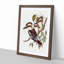 Great Brown Kingfishers by Elizabeth Gould - Picture Frame Painting Print-55575293-55575297