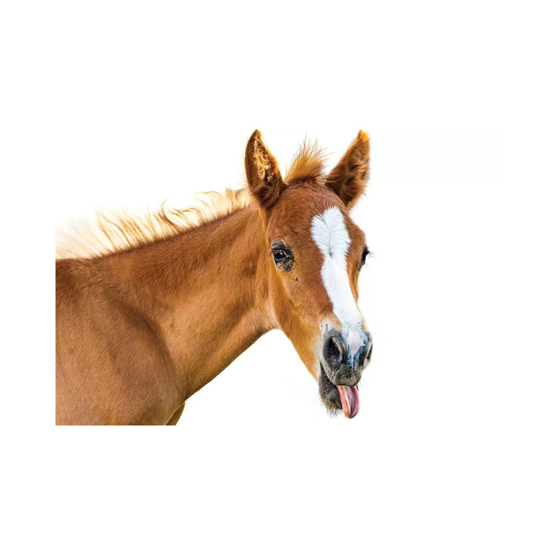 Funny Baby Horse Sticking Tongue Out by Susan Richey - Gallery-Wrapped Canvas Giclée on Canvas