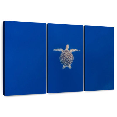 Brampt Blue Sea Turtle