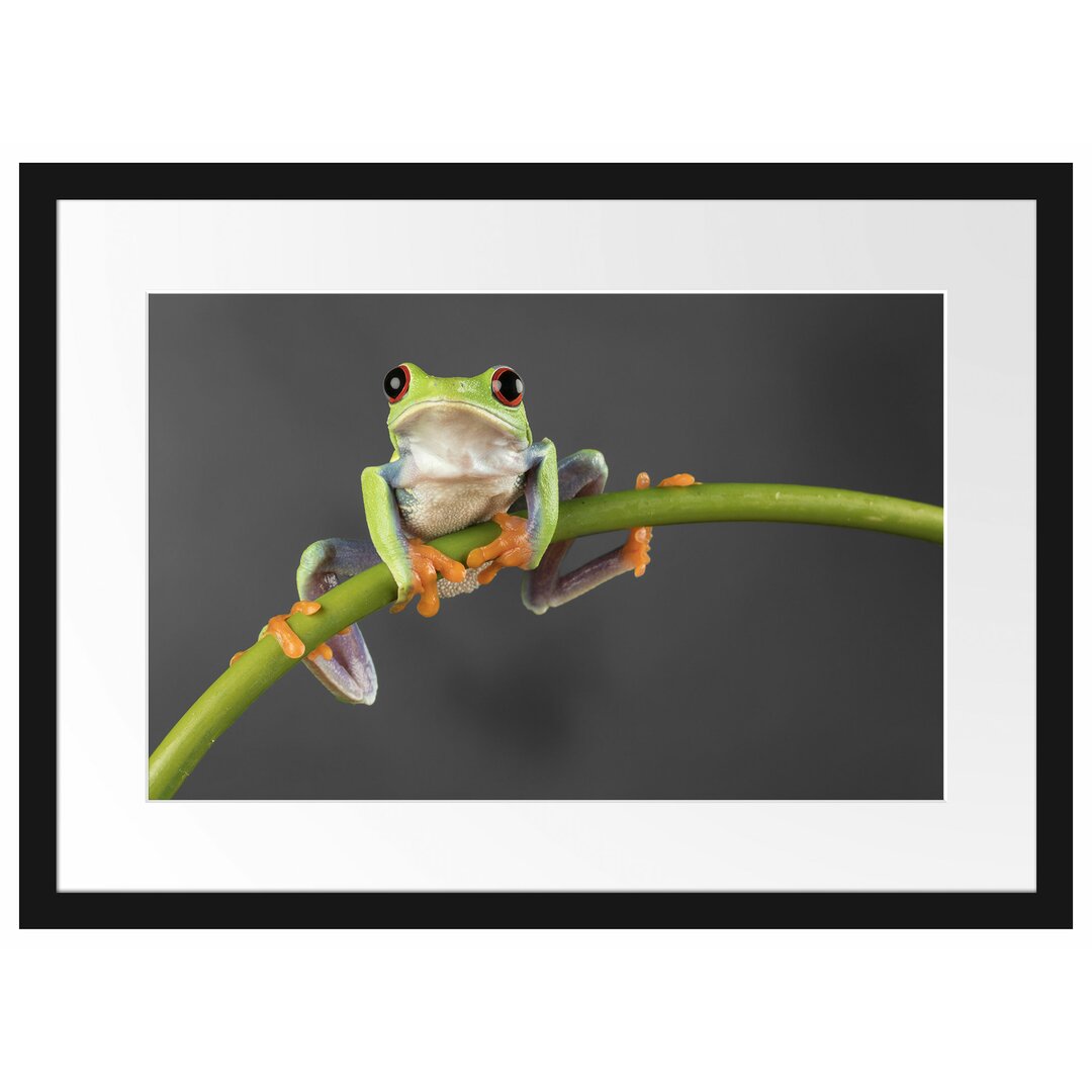 Gerahmtes Poster Baum-Frosch auf Bambus