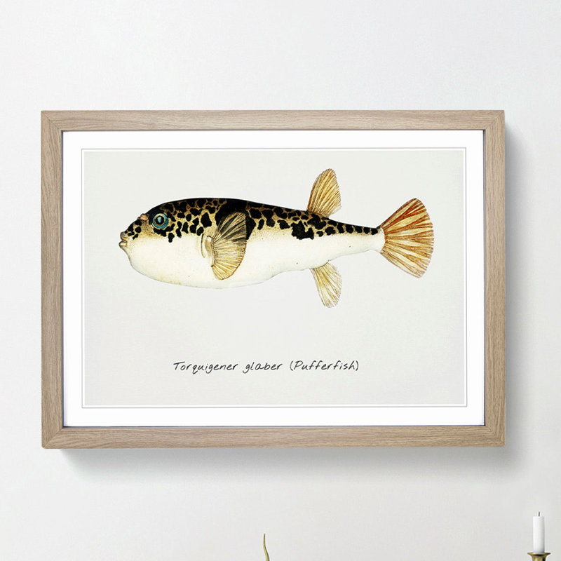 Illustration of a Pufferfish by F.E. Clarke - Picture Frame Graphic Art Print, 36cm H x 48cm W x 2cm D, Oak Framed