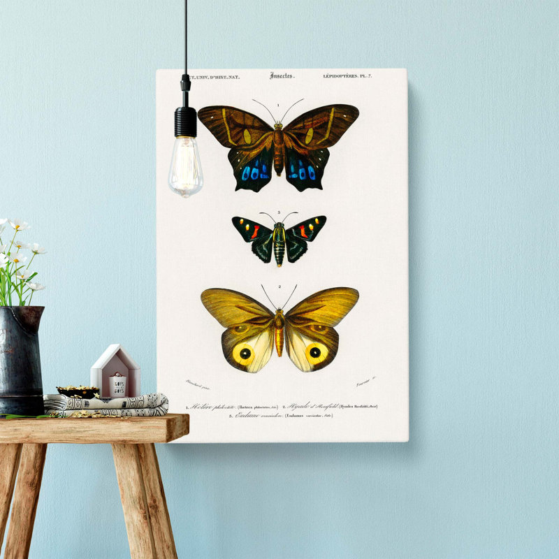 Butterfly Illustrations PL. 7 by Charles D Orbigny - Wrapped Canvas, 50cm H x 35cm W x 3cm D