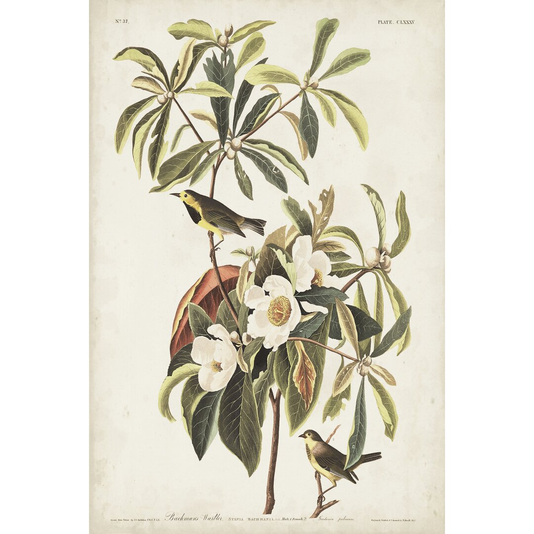 Leinwandbild Pl 185 Bachman's Warbler von John Audubon