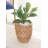 Carmelita Indoor Pot Planter
