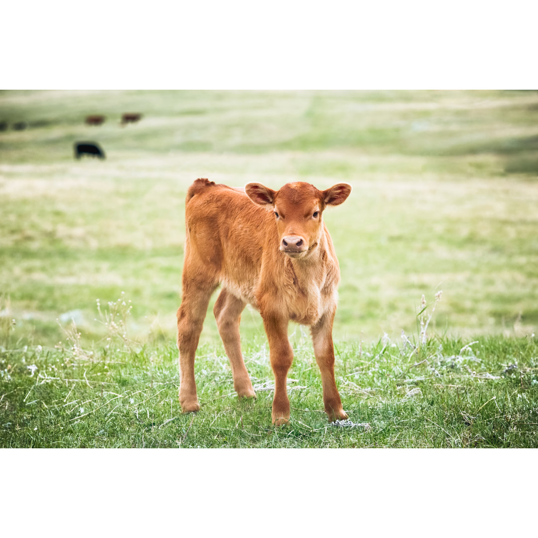 Red Angus Calf Standing In Green Grass Of A Montana Ranch Pasture von Debibishop - No Frame Art Prints on Canvas