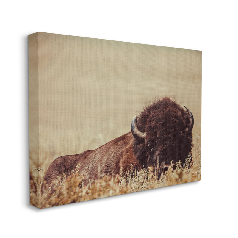 «Resting Bison On Canvas» par Nathan Larson, reproduction, H 16 po x l 20 po x P 1,5 po