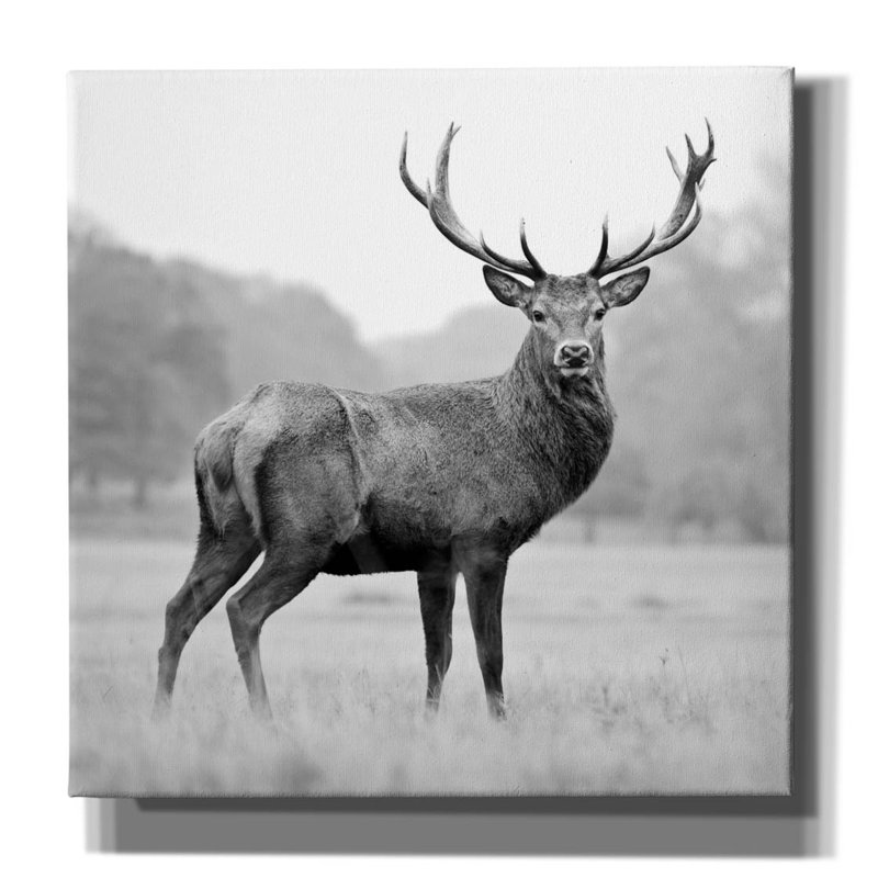 «Proud Deer» par PhotoINC Studio, H 12 po x l 12 po
