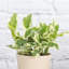 Live Pearls and Jade Pothos Plant