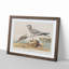 Fork-Tailed Gull by John Audubon - Framed Print-55620797-55620801