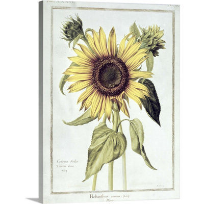 " Helianthus Annuus (Sunflower) " Painting Print