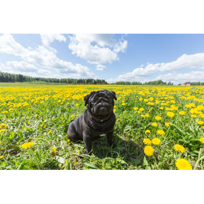 " Black Pug Puppy " by Catuncia
