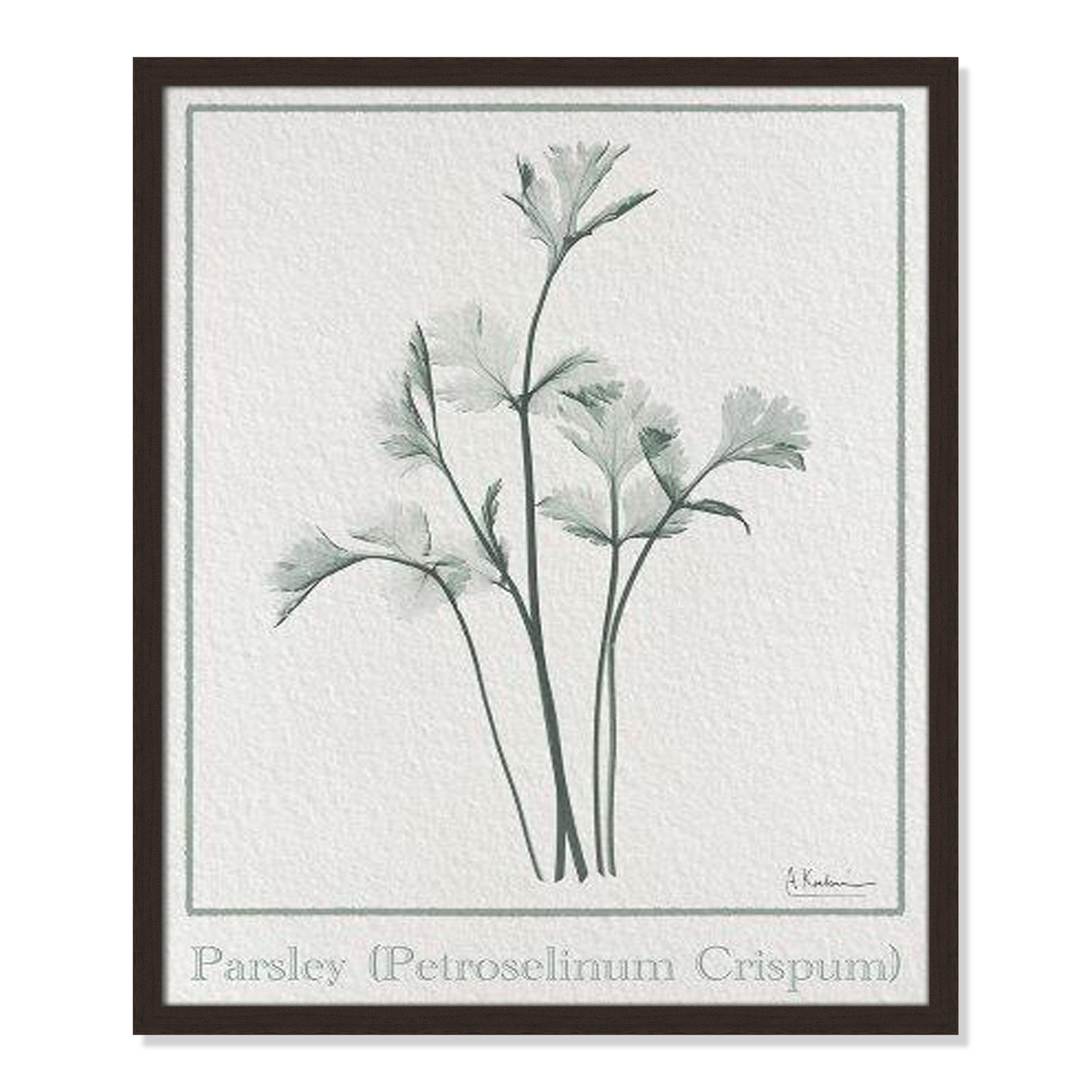 Jeanette "Parsley II" Print by Albert Koetsier, 25.5" H x 21.5" W x 1.25" D, Open Grain Walnut Framed Paper