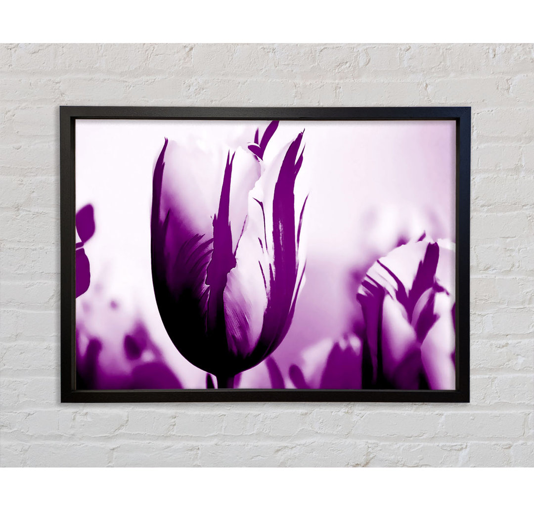 Gem Of A Tulip Purple - Einzelner Bilderrahmen Kunstdrucke auf Leinwand