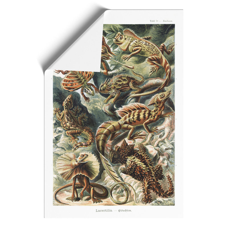 Lizards by Ernst Haeckel - Frameless Print, 42cm H x 30cm W x 0.1cm D