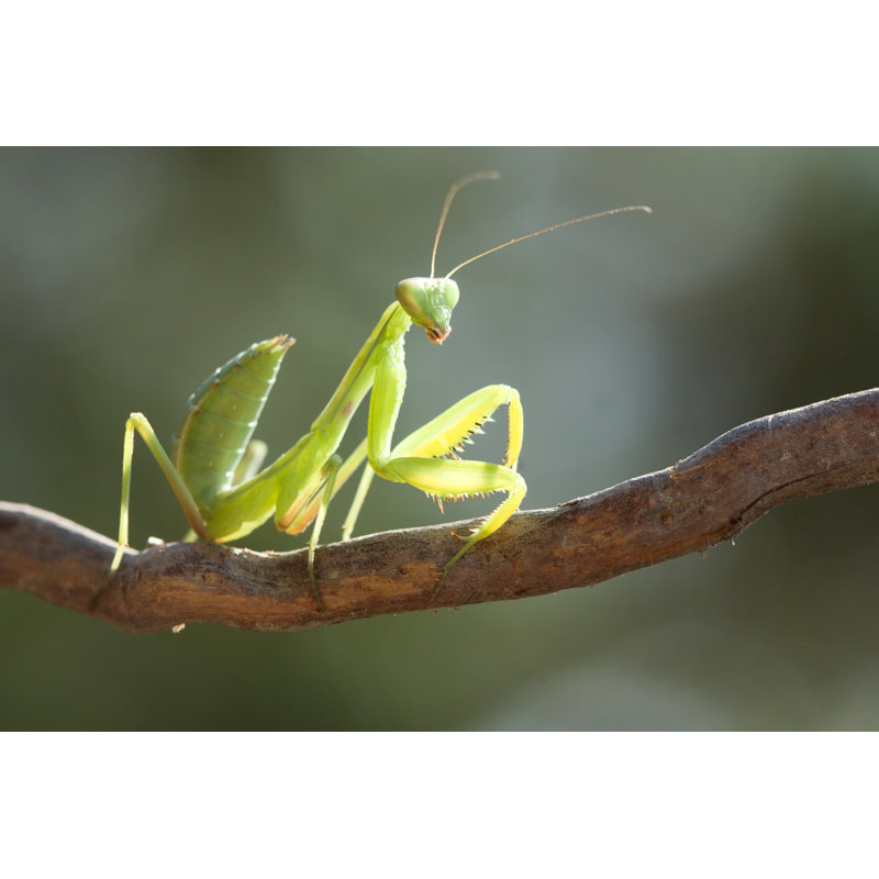 Beauty Mantis by Alex_Ishchenko - Wrapped Canvas Print, 30cm H x 46cm W