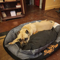 Waterproof Orthopedic Bolster Dog Bed BingoPaw Size: Large (35.4 W x 27.5 D x 7.4 H)