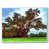 White Floater Framed Canvas selected